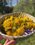 A basket full of dandelions