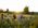 People working in a meadow with hand tools with trees in the background and an early autumn sky